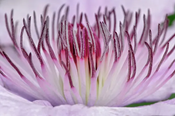 Close-up of Clematis Flower Print, Schreiner Iris Gardens. Art
