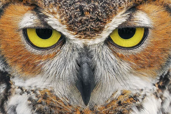 Close-up of Great horned owl Date: 20-02-2020