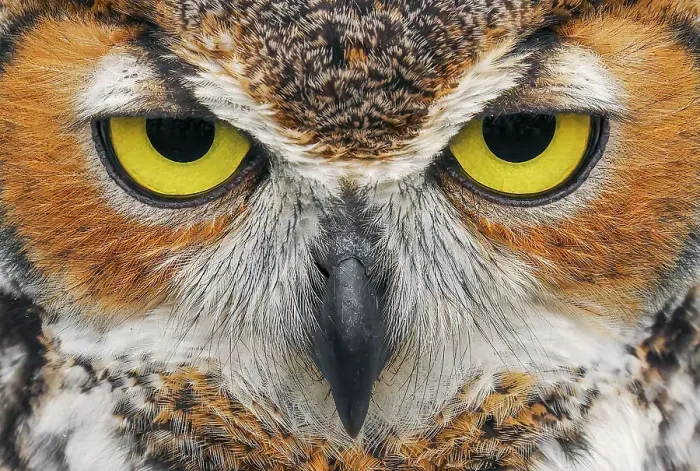 Framed Print : Close-up of Great horned owl Date: 20-02-2020 Framed Print : Close-up of Great horned owl Date: 20-02-2020
