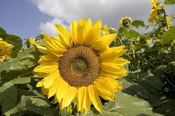 Close-up of mature sunflower, Snowshill, Cotswolds, UK