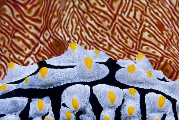 Close-up of Nudibranch crawling past sea