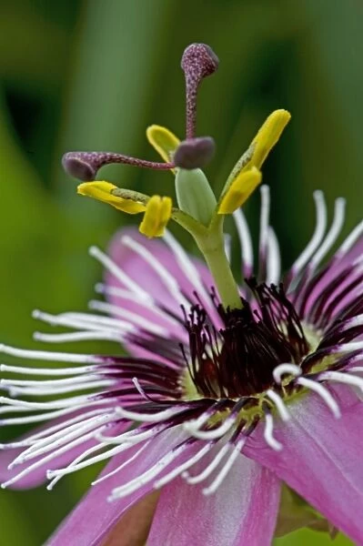 Close-up study of Passion flower head. East Sussex Garden. August. UK. (Photographed under glass)