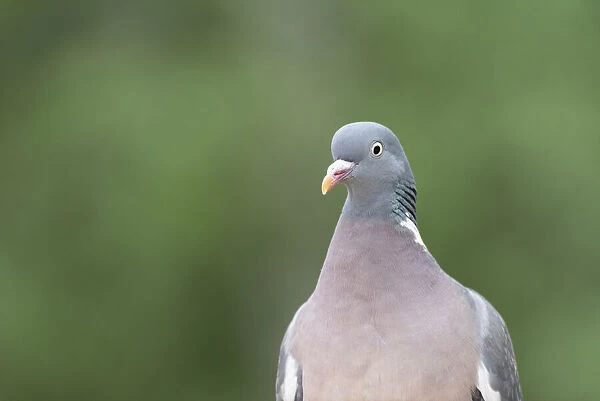 close up of an wood pigeon