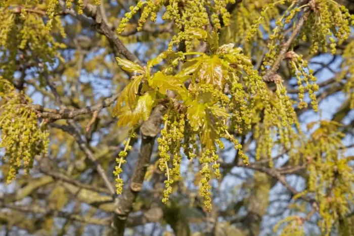 Framed Print : Close up of young oak flowers - Cotswolds UK