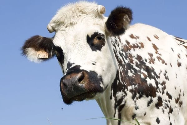 Closeup of head Normande tri-coloured cow Normandy France