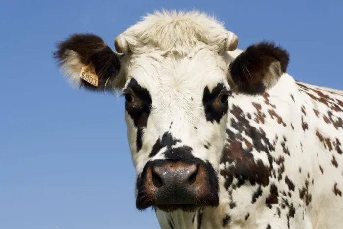 Framed Print : Closeup of head Normande tri-coloured cow Normandy France