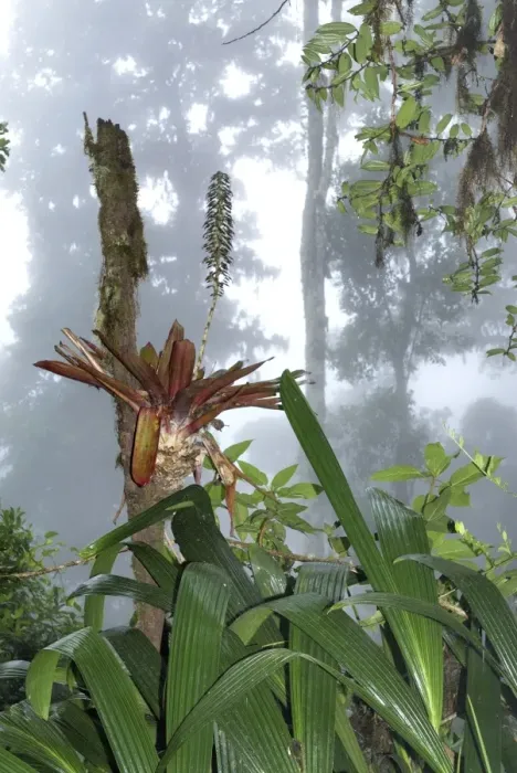 Framed Print : Cloud forest - with bromeliad Chirripo Nationalpark, Costa Rica Framed Print : Cloud forest - with bromeliad Chirripo Nationalpark, Costa Rica