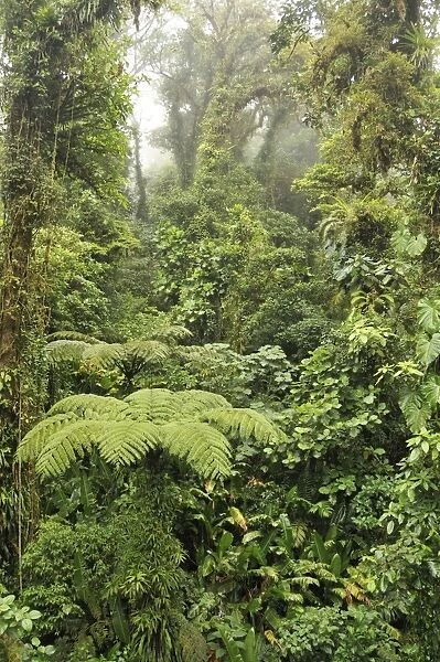 Cloud Forest - Costa Rica