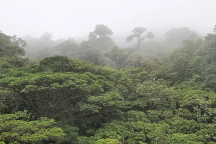 Framed Print : Cloud forest, Monteverde, Costa Rica