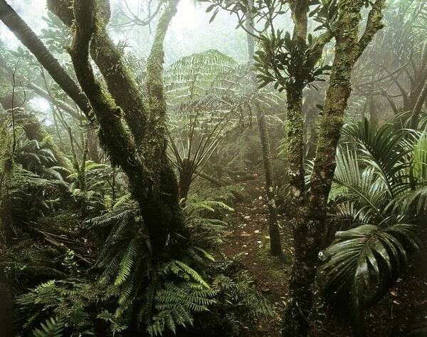 Cloud forest on summit of Mt Gower, 875 m Lord Howe Island, New South Wales, Australia JPF32779