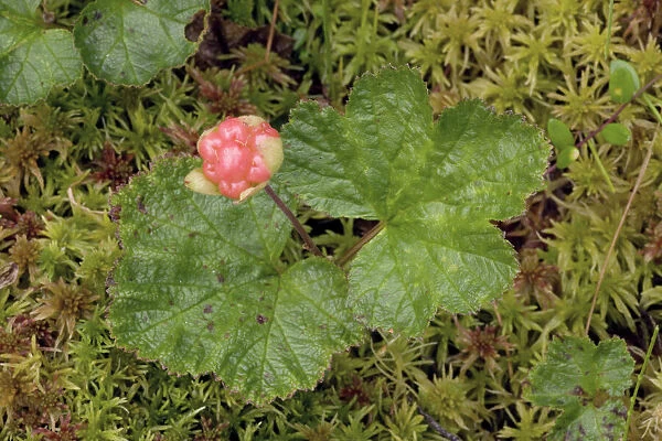 Cloudberry, in fruit
