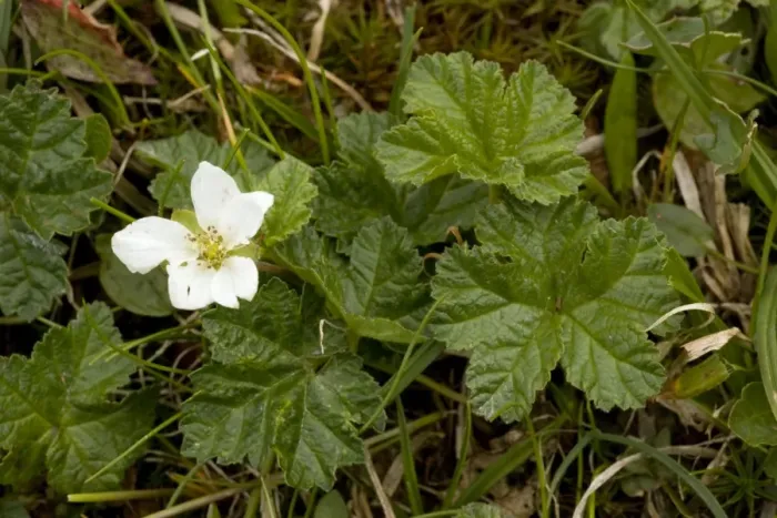Framed Print : Cloudberry (Rubus chamaemorus) in flower. Has edible fruits later. Scotland Framed Print : Cloudberry (Rubus chamaemorus) in flower. Has edible fruits later. Scotland