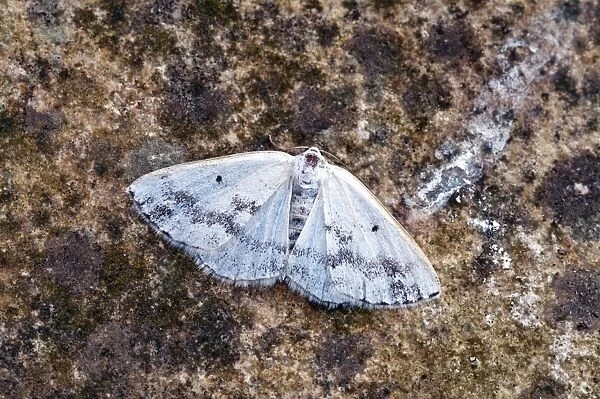 Clouded Silver Moth - At rest - on rock - Lincolnshire - England