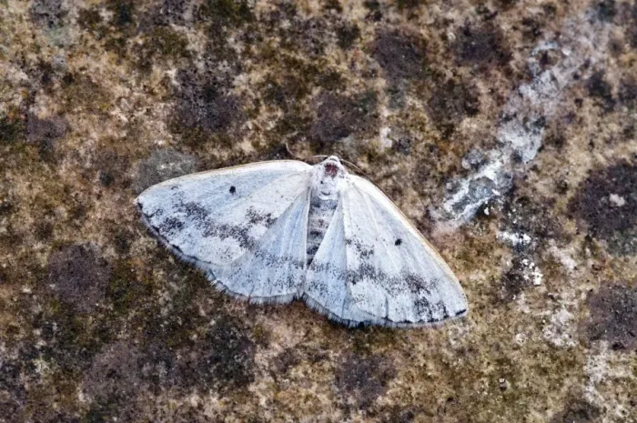 Framed Print : Clouded Silver Moth - At rest - on rock - Lincolnshire - England Framed Print : Clouded Silver Moth - At rest - on rock - Lincolnshire - England