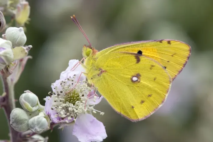Framed Print : Clouded Yellow Butterfly - on bramble - UK Framed Print : Clouded Yellow Butterfly - on bramble - UK