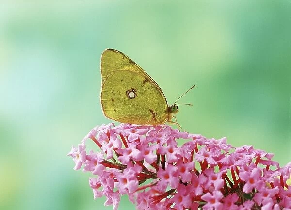 Clouded Yellow Butterfly - on pink Buddleia flower