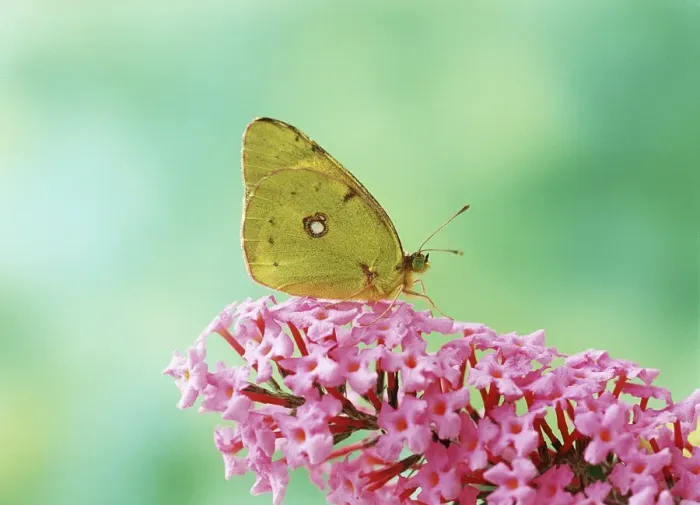Framed Print : Clouded Yellow Butterfly - on pink Buddleia flower Framed Print : Clouded Yellow Butterfly - on pink Buddleia flower