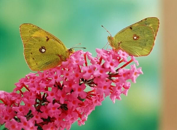 Clouded Yellow Butterfly - x2 on pink Buddleia flower