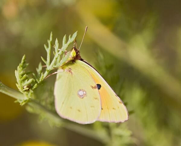 Clouded Yellow – on flower Cyprus 004147