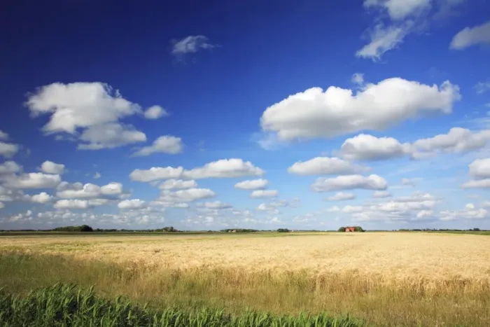 Framed Print : Clouds - good weather clouds, over cornfield, Texel, Holland Framed Print : Clouds - good weather clouds, over cornfield, Texel, Holland