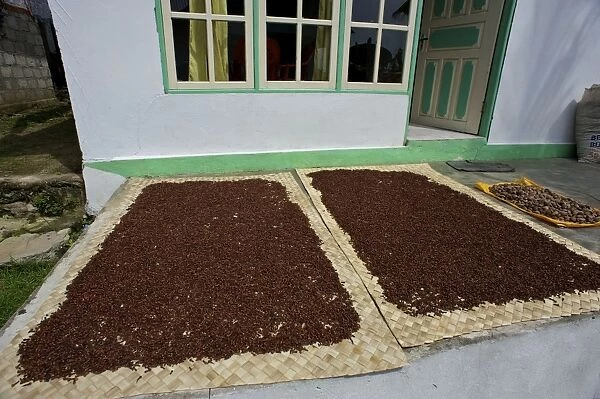 Cloves - drying in the streets - Spice Islands - Indonesia