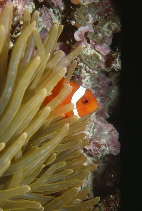 Framed Print : Clown / Anemone Fish - note: uncommon gill spine - Indonesia Framed Print : Clown / Anemone Fish - note: uncommon gill spine - Indonesia
