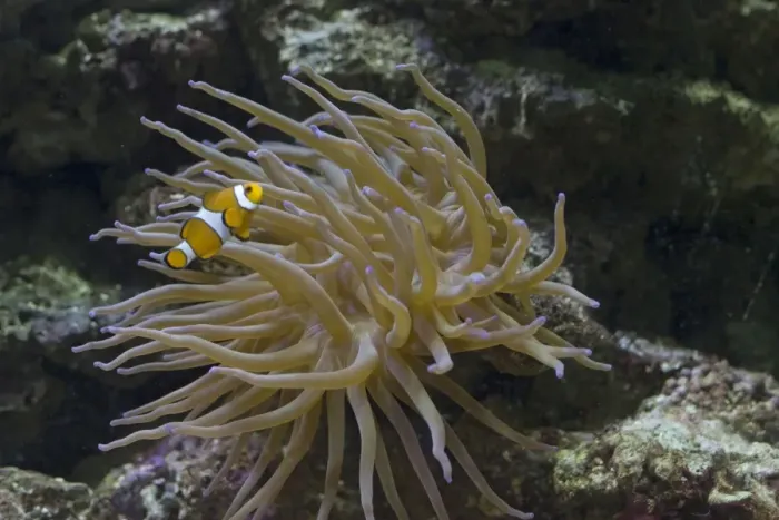 Framed Print : Clown fish (Amphiprion ocellaris) swimming in Magnificent anemone - Aquariumgalicia Reboredo Galicia Spain