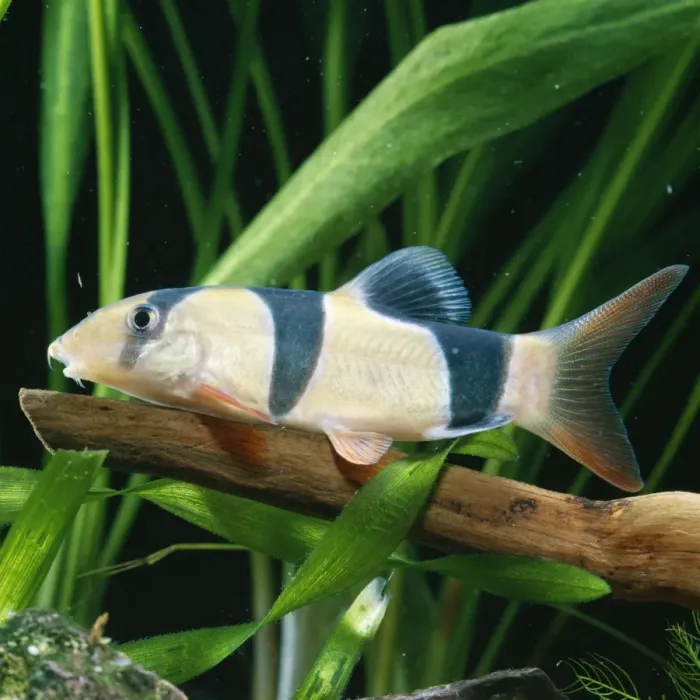 Framed Print : Clown Loach Framed Print : Clown Loach