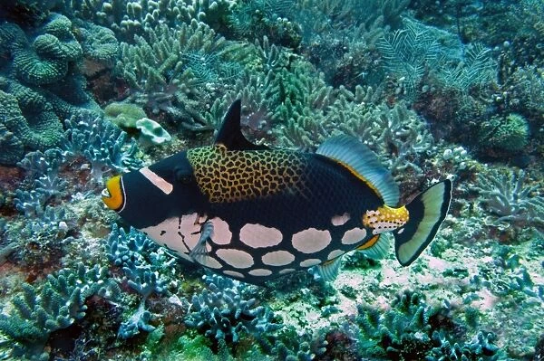 Clown Triggerfish - This most beautiful fish is normally shy but can be very aggressive when protecting its eggs. Indonesia, Indo Pacific