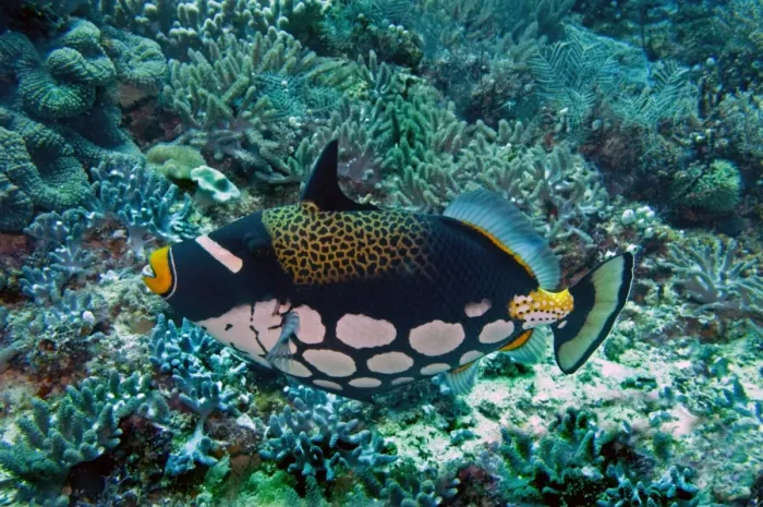 Framed Print : Clown Triggerfish - This most beautiful fish is normally shy but can be very aggressive when protecting its eggs. Indonesia, Indo Pacific Framed Print : Clown Triggerfish - This most beautiful fish is normally shy but can be very aggressive when protecting its eggs. Indonesia, Indo Pacific