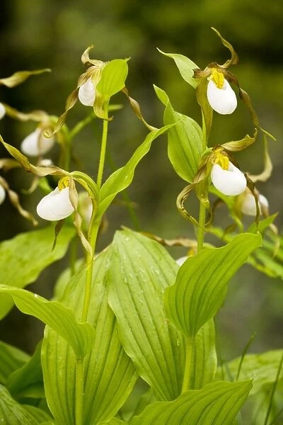 Clump of Mountain Lady's-Slipper Orchid - Waterton NP, Canada