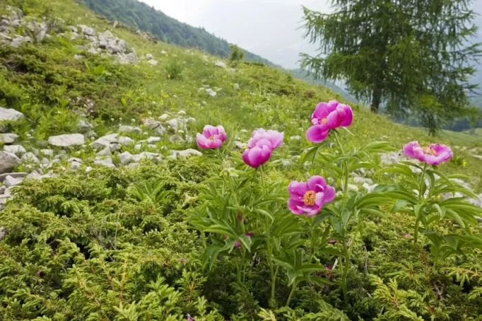 Framed Print : Clumps of a Peony / Paeony - on the slopes of Monte Baldo, Italy Framed Print : Clumps of a Peony / Paeony - on the slopes of Monte Baldo, Italy