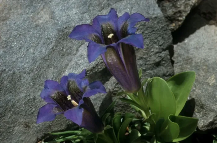 Framed Print : Clusius's Gentian, Ecrins, Alps, France Framed Print : Clusius's Gentian, Ecrins, Alps, France