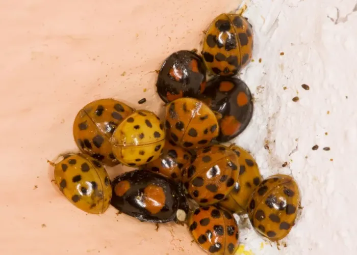 Framed Print : Cluster of Harlequin Ladybirds Harmonia axyridis in winter, corner of bedroom, Hampshire Framed Print : Cluster of Harlequin Ladybirds Harmonia axyridis in winter, corner of bedroom, Hampshire