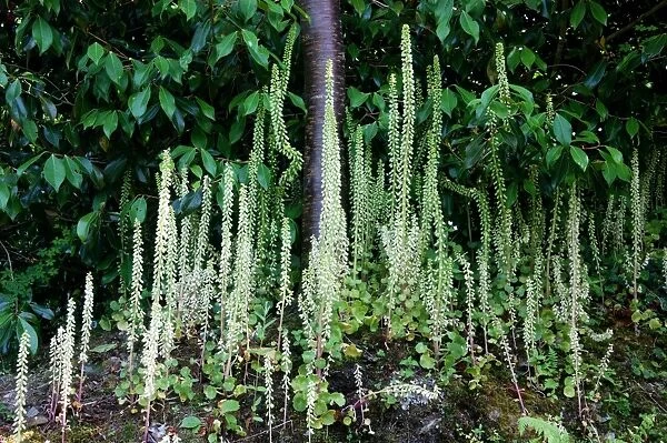 This cluster of Navelwort were growing on the rock-stone walls surrounding a Devon garden, UK June