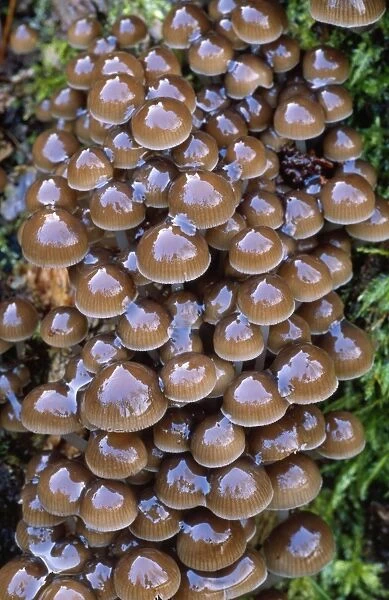 Clustered Oak Bonnet Fungi - growing on tree stump