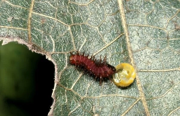 CLY02001. AUS-223. Newly hatched larva  /  Caterpillar of Cairns birdwing butterfly 