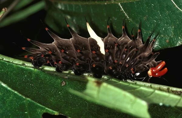 CLY02003. AUS-225. Fully grown larva  /  Caterpillar of Cairns birdwing butterfly