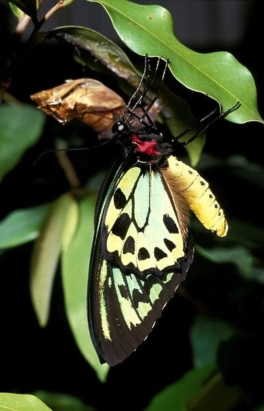 CLY02006. AUS-228. Newly emerged male Cairns birdwing butterfly