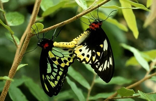 CLY02007. AUS-229. Cairns birdwing butterfly - mating