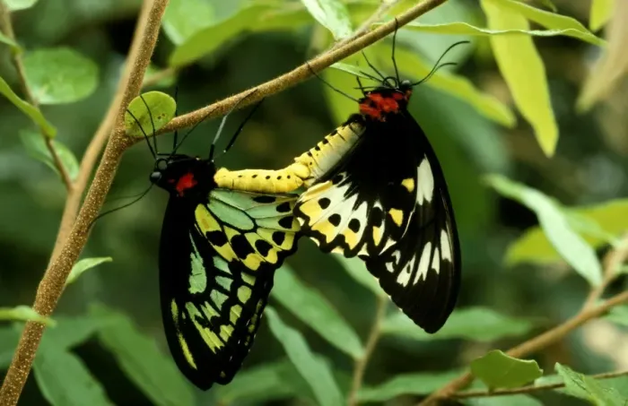 Framed Print : CLY02007. AUS-229. Cairns birdwing butterfly - mating Framed Print : CLY02007. AUS-229. Cairns birdwing butterfly - mating