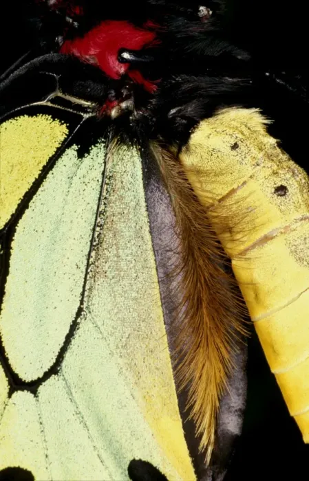 Framed Print : CLY02008. AUS-230. Scent-dispersing hairs on wing of male Cairns birdwing