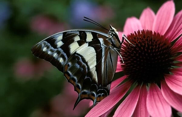 CLY02013. AUS-235. Tailed emperor butterfly on Purple coneflower (Echinacea purpurea),