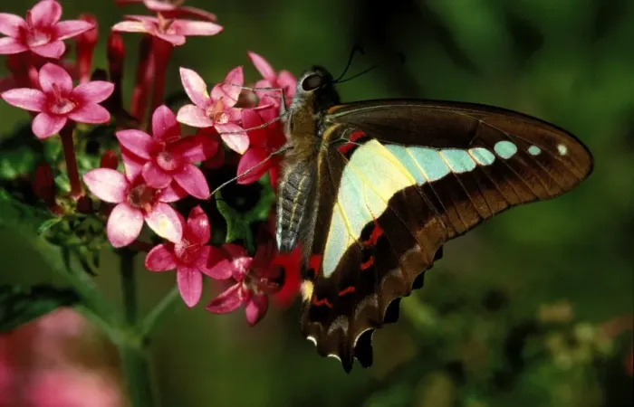 Framed Print : CLY02016. AUS-238. Blue triangle butterfly - on flower (Pentas lanceolata) Framed Print : CLY02016. AUS-238. Blue triangle butterfly - on flower (Pentas lanceolata)