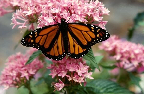 CLY02019. AUS-241. Wanderer  /  MONARCH  /  Milkweed Butterfly - male on Pentas 