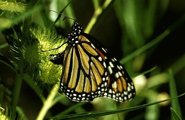 CLY02020. AUS-242. Wanderer  /  MONARCH  /  Milkweed Butterfly - female