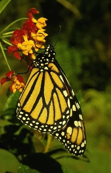 CLY02022. AUS-244. Wanderer  /  MONARCH  /  Milkweed Butterfly - female