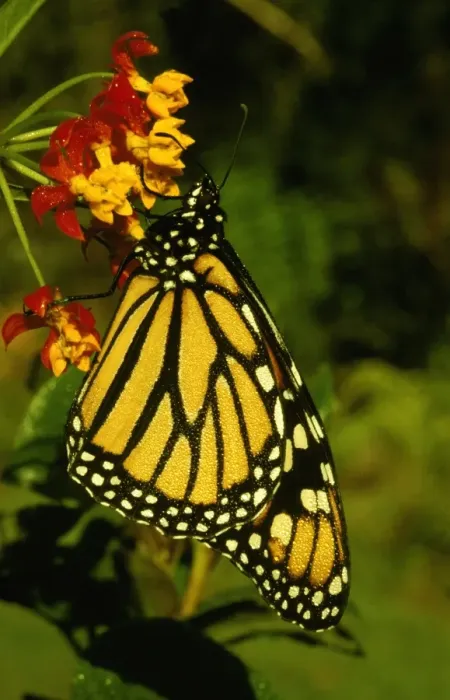 Framed Print : CLY02022. AUS-244. Wanderer / MONARCH / Milkweed Butterfly - female Framed Print : CLY02022. AUS-244. Wanderer / MONARCH / Milkweed Butterfly - female