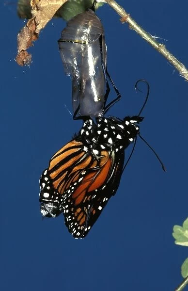 CLY02023. AUS-245. Wanderer  /  MONARCH  /  Milkweed Butterfly - emerging and unfolding wings