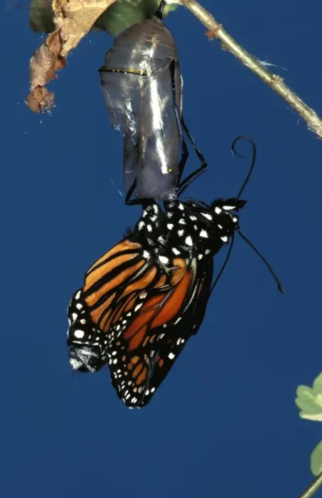 Framed Print : CLY02023. AUS-245. Wanderer  /  MONARCH  /  Milkweed Butterfly - emerging and unfolding wings